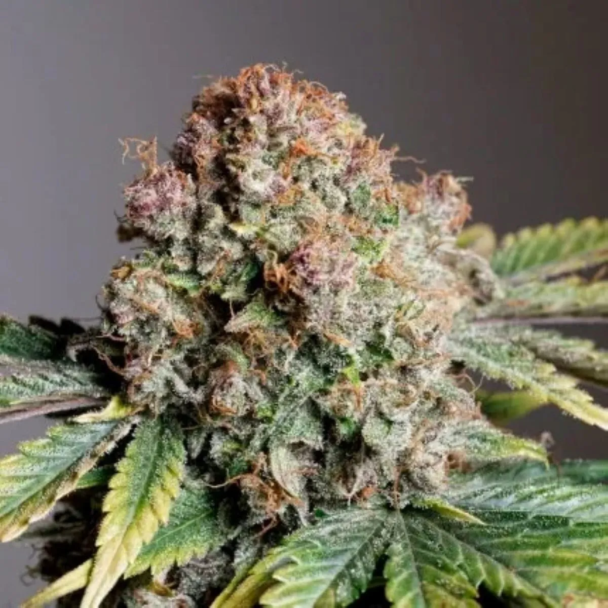 Auto Strawberry Soda — afbeelding 2