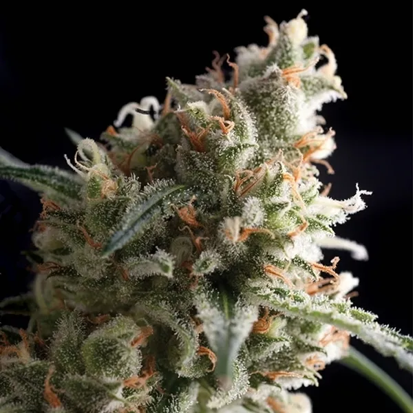 Auto Super Hash — afbeelding 3