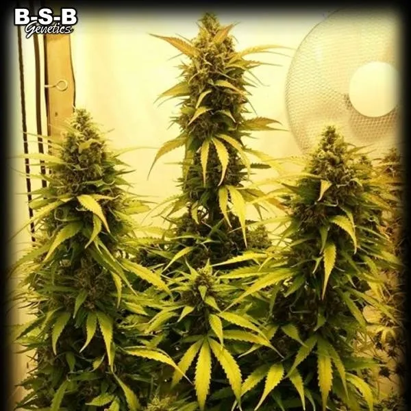 Auto Sweet Tooth — afbeelding 2