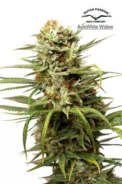 Auto White Widow — afbeelding 2