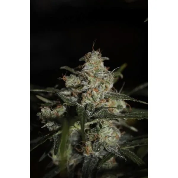 Auto Whiteberry — afbeelding 2