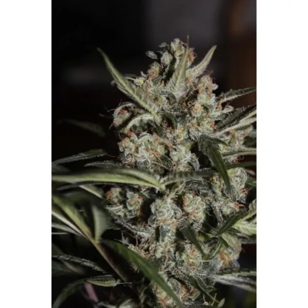 Auto Whiteberry — afbeelding 3