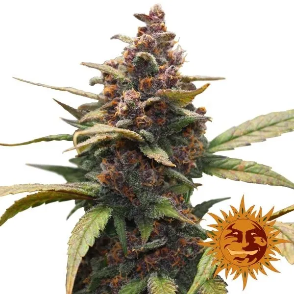 Ayahuasca Purple — afbeelding 2
