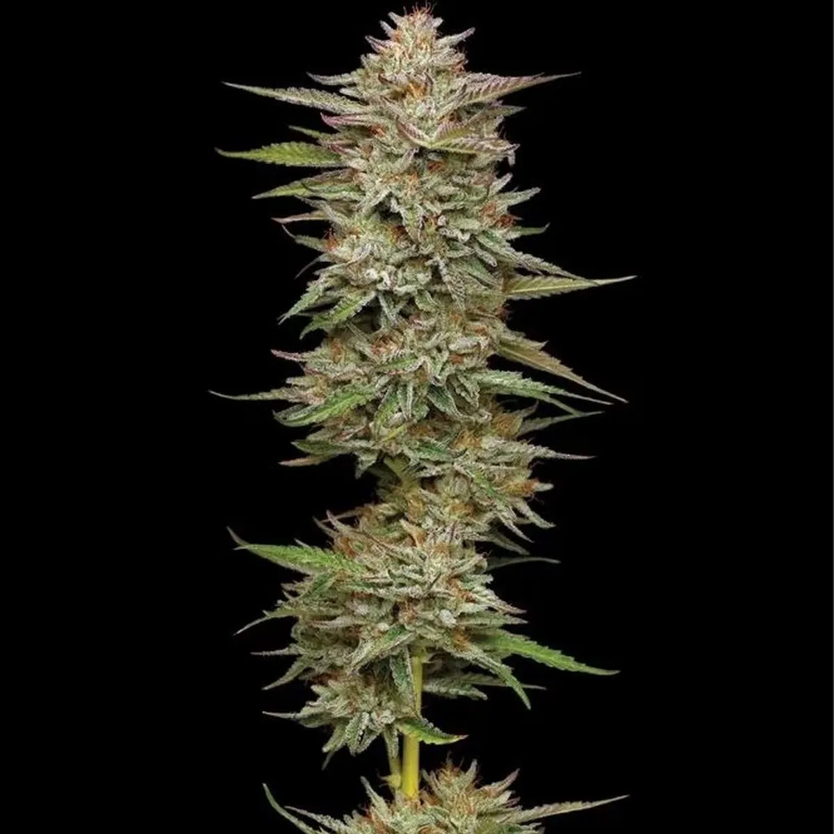 Banana OG — afbeelding 2