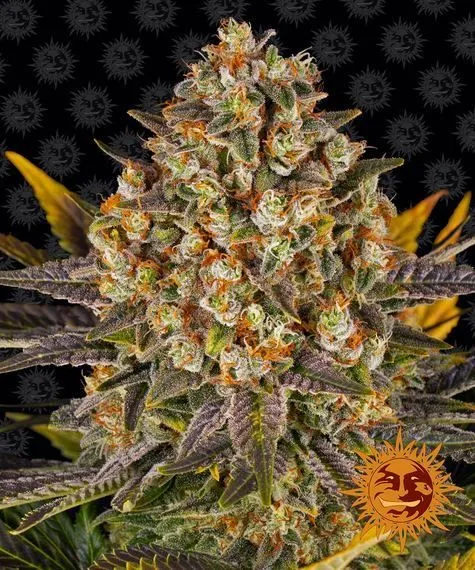 Banana Punch — afbeelding 2