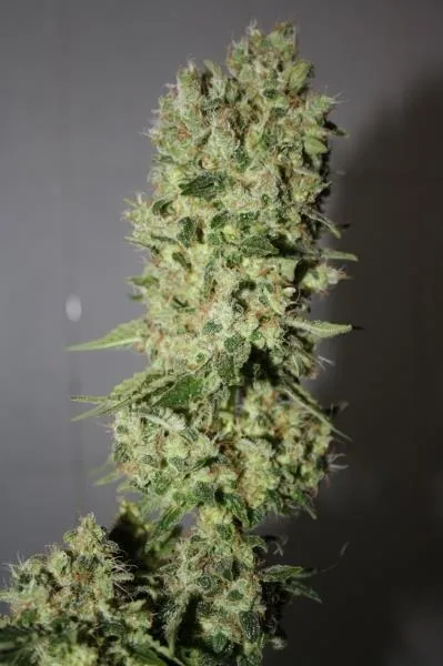 BCN Sour Diesel — afbeelding 2