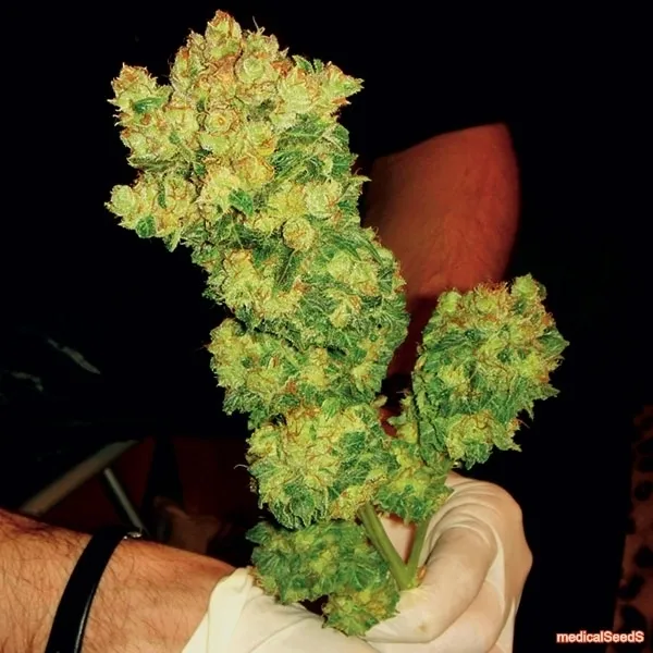 BCN Sour Diesel — afbeelding 3