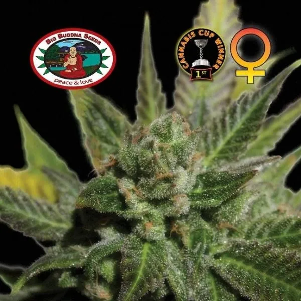 Big Buddha Cheese