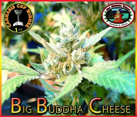 Big Buddha Cheese — afbeelding 2