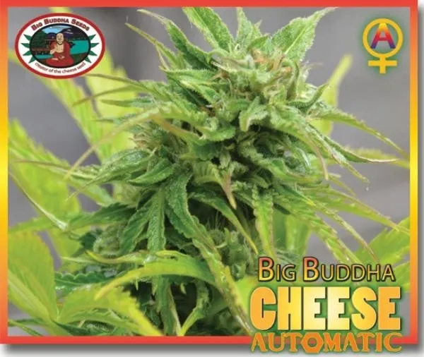 Big Buddha Cheese Autoflower — afbeelding 2