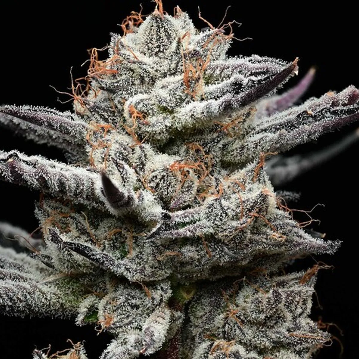 Black Cherry Gushers (Barney's Farm x Backpackboyz) — afbeelding 2