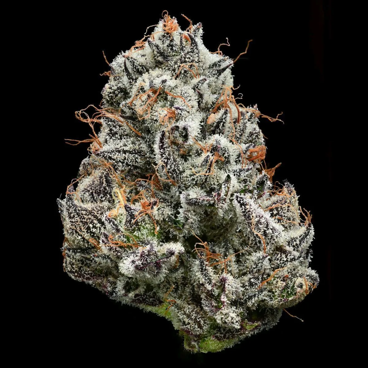 Black Cherry Gushers (Barney's Farm x Backpackboyz) — afbeelding 3
