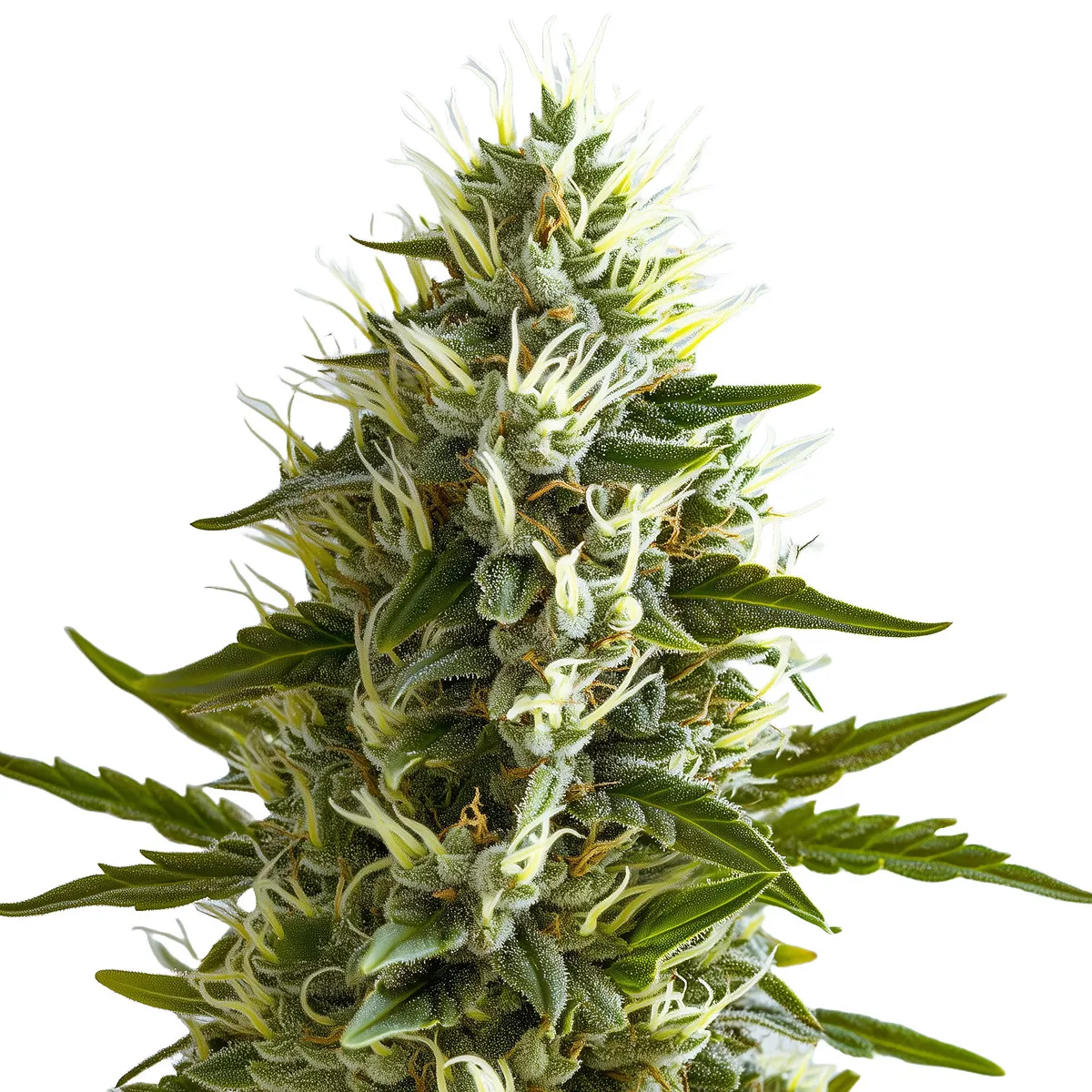 Black Widow Auto — afbeelding 2