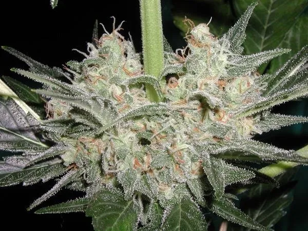 Black Widow — afbeelding 3