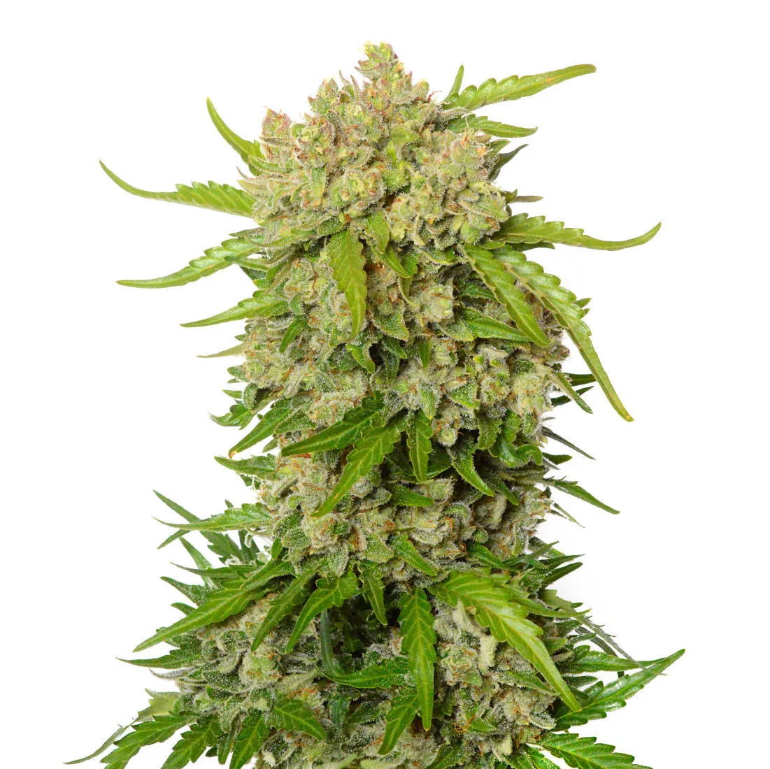 Blue Amnesia Autoflower — afbeelding 2
