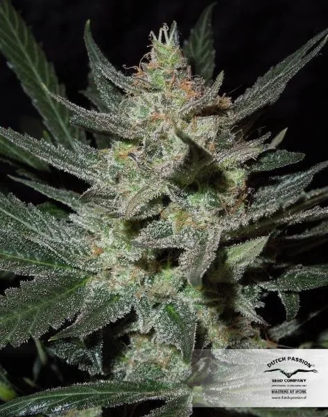 Blue Auto Mazar — afbeelding 2