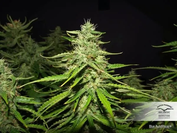 Blue Auto Mazar — afbeelding 3