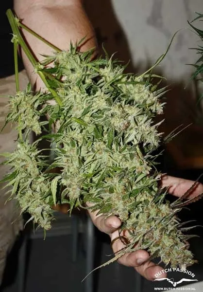 Blue Auto Mazar — afbeelding 4
