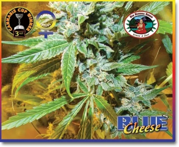 Blue Cheese — afbeelding 4