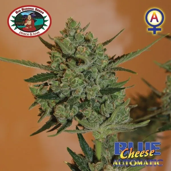 Blue Cheese Autoflower — afbeelding 2