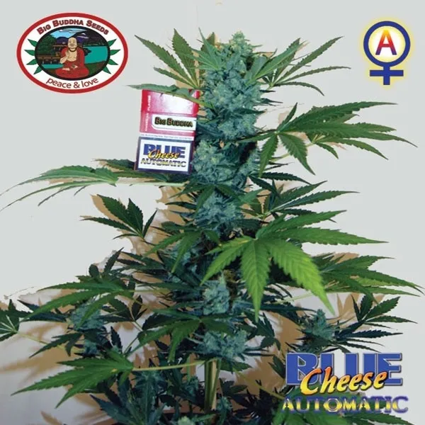 Blue Cheese Autoflower — afbeelding 3