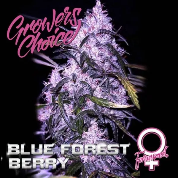 Blue Forest Berry