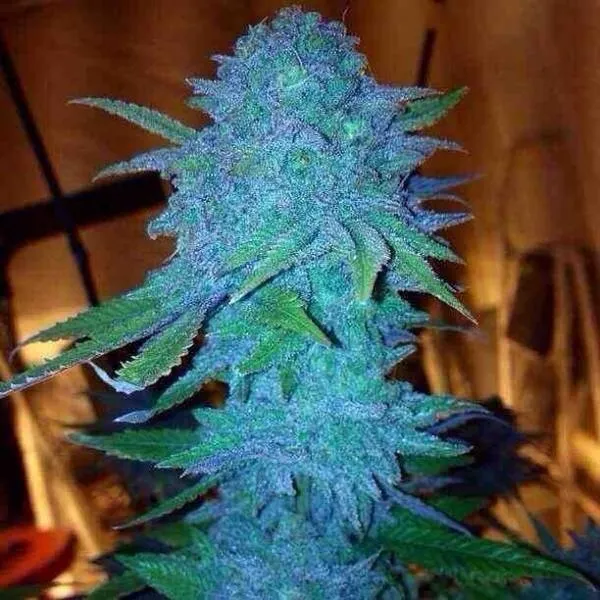 Blue Forest Berry — afbeelding 2