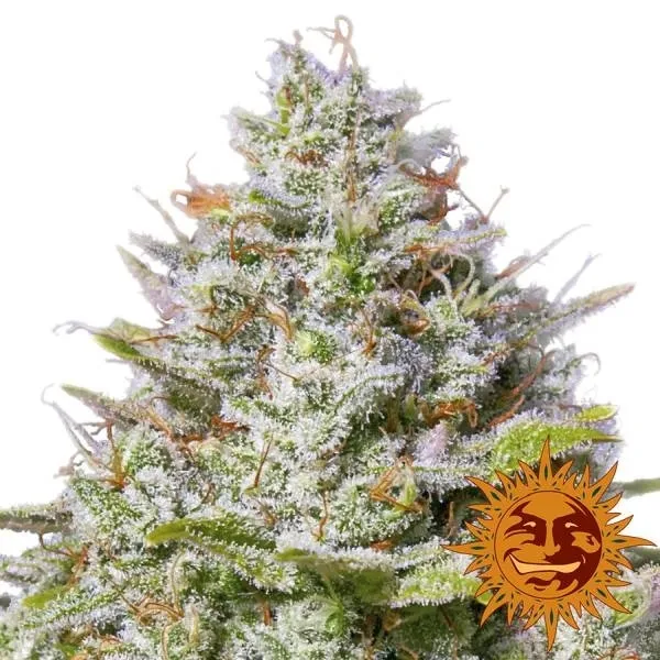 Blue Gelato 41 — afbeelding 2