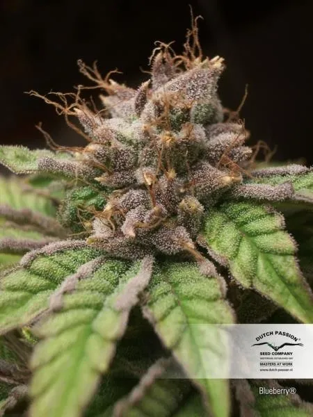 Blueberry — afbeelding 2