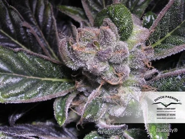 Blueberry — afbeelding 3