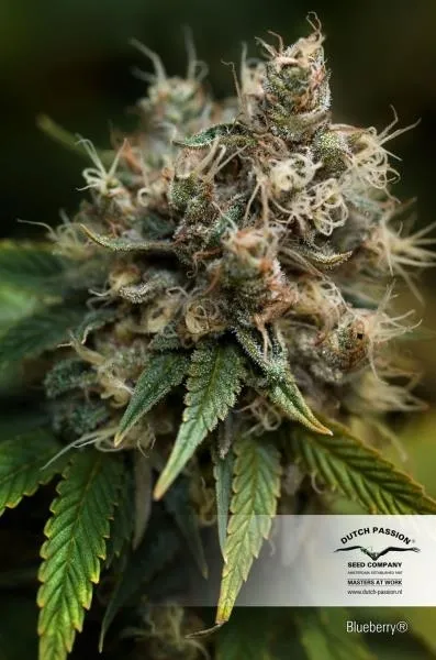 Blueberry — afbeelding 4