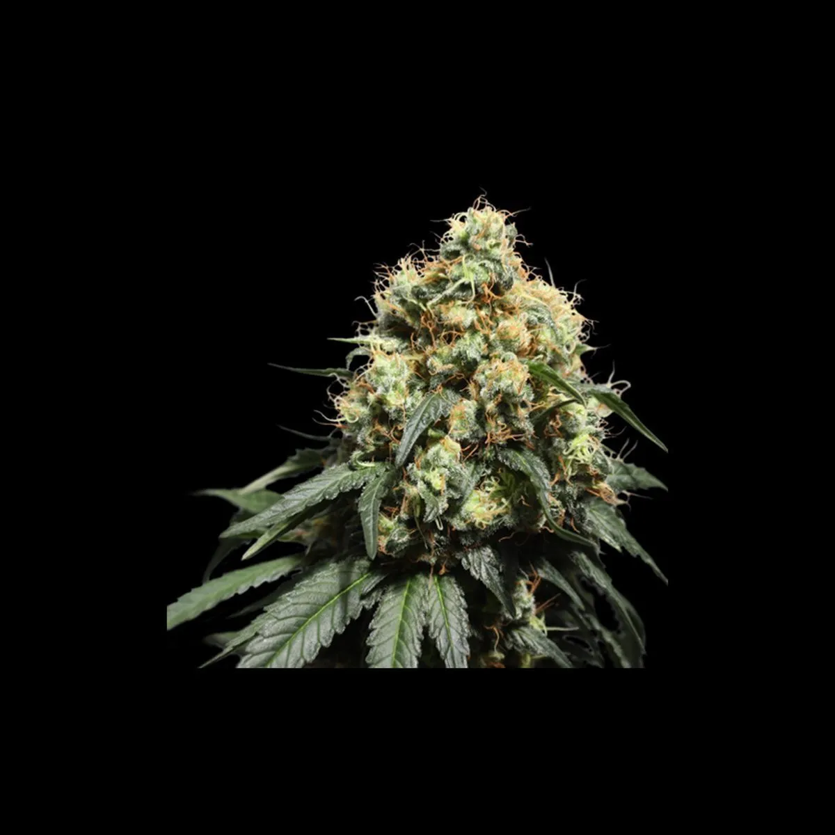 Bruce Lemon Diesel — afbeelding 2