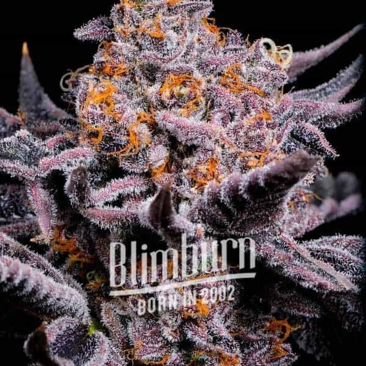 Bubble Gum Sherb — afbeelding 2