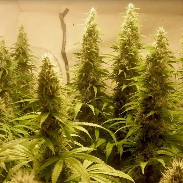 Cali Dream — afbeelding 2