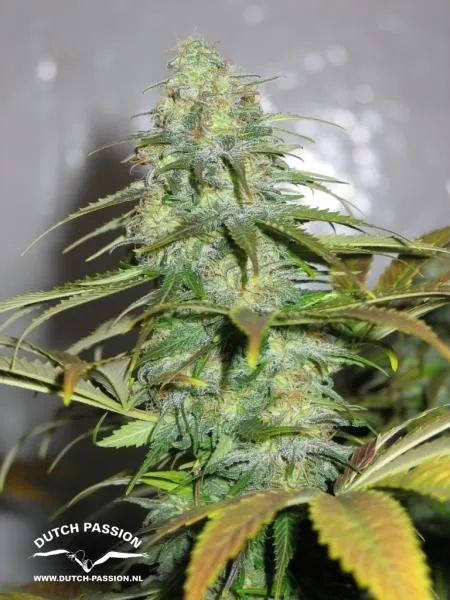 Californian Orange — afbeelding 2