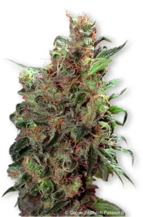 Californian Orange — afbeelding 3