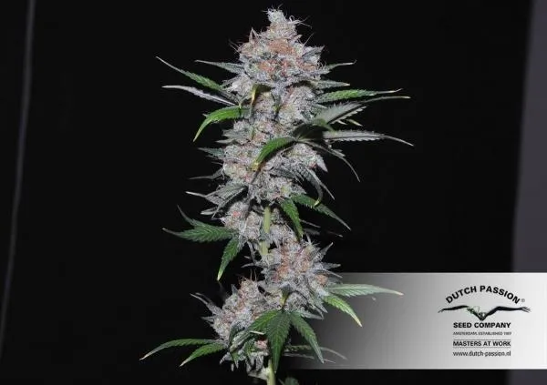 Californian Orange — afbeelding 4