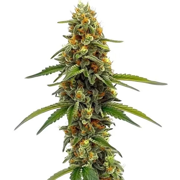 CBD ACDC — afbeelding 2