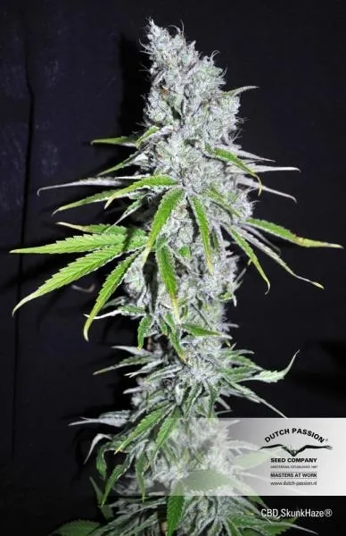 CBD Skunk Haze — afbeelding 2