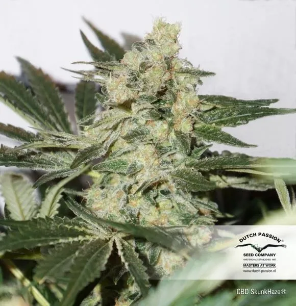 CBD Skunk Haze — afbeelding 3