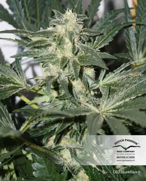 CBD Skunk Haze — afbeelding 4
