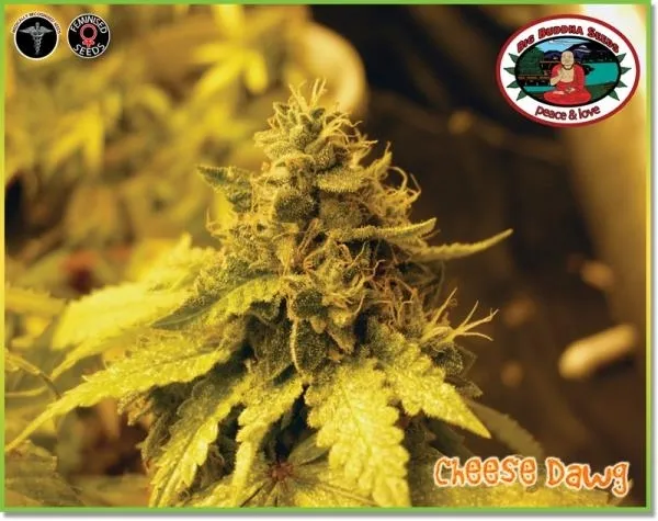 Cheese Dawg — afbeelding 4