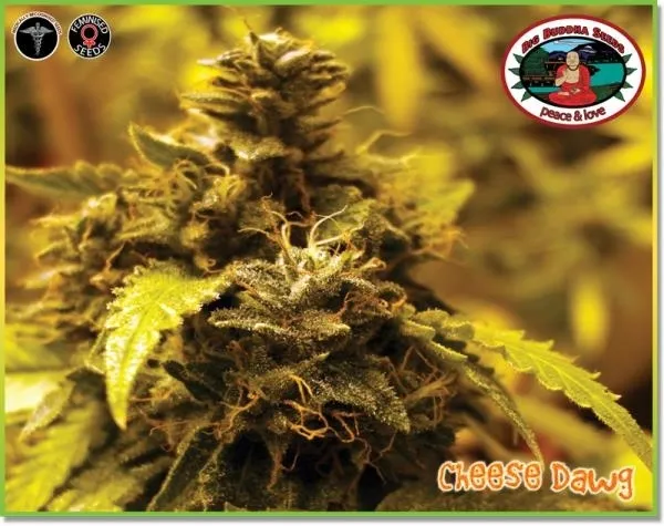 Cheese Dawg — afbeelding 5