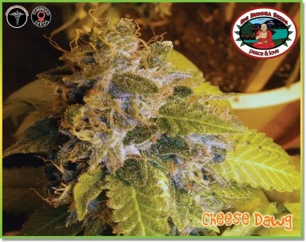 Cheese Dawg — afbeelding 6