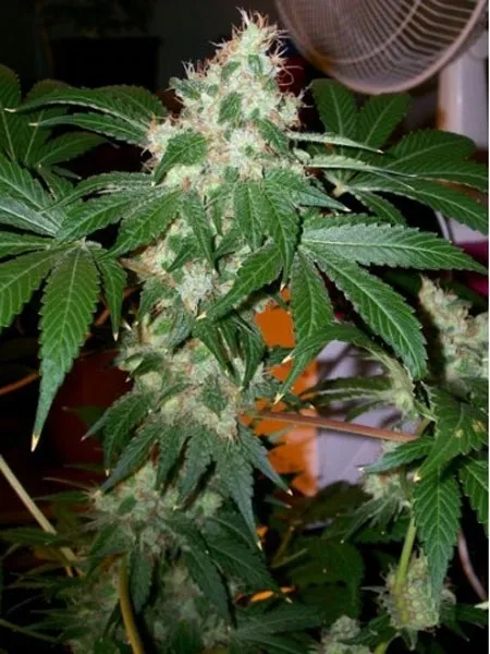 Chem Valley Kush — afbeelding 2