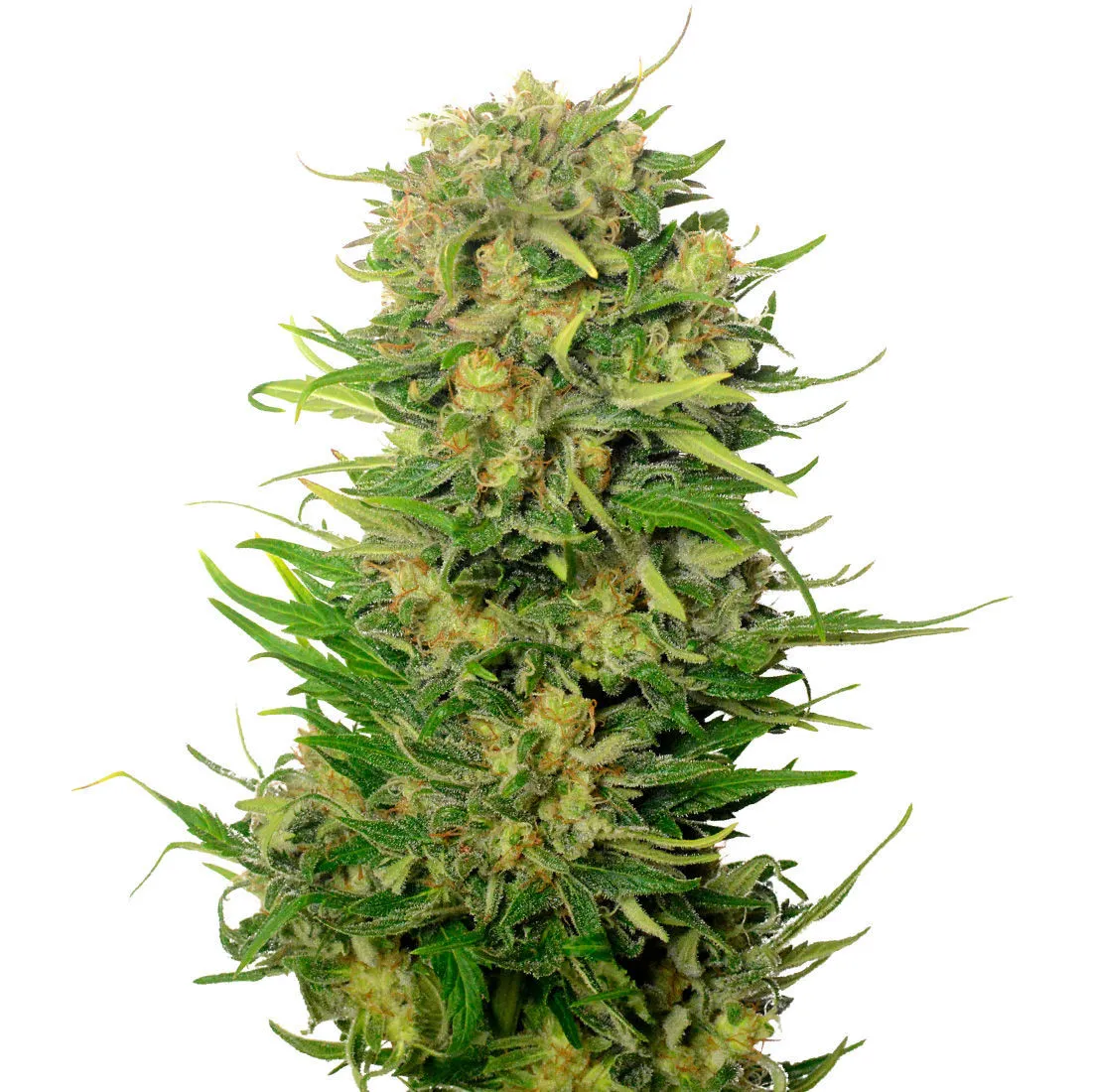 Choco Kush Auto — afbeelding 2