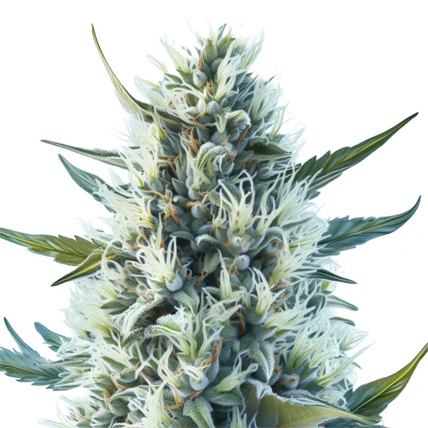 Cinderella 99 Auto — afbeelding 3
