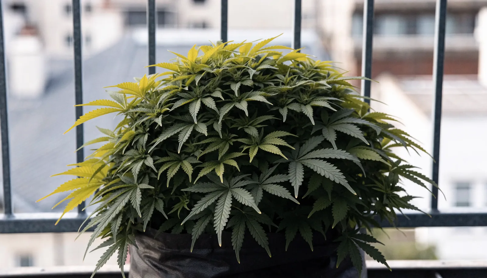 Een korte bossige autoflower wietplant die onder de balkonreling blijft