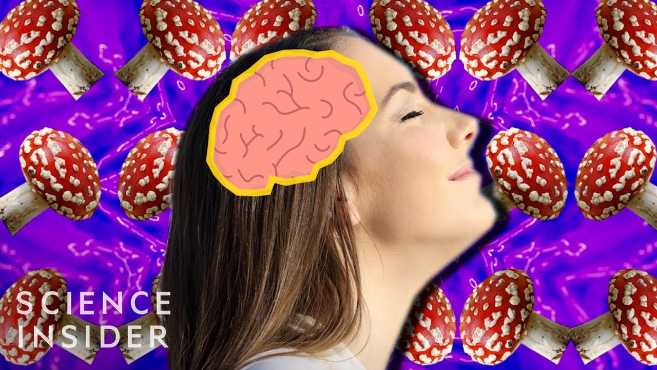 Bekijk: Magic Mushrooms and the Brain op YouTube