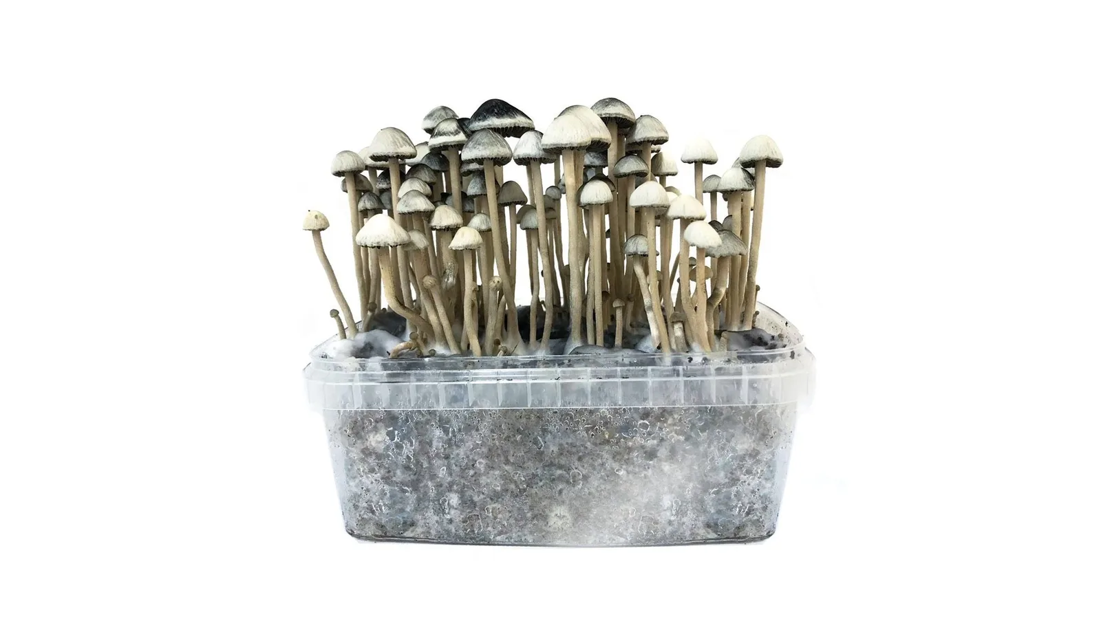 Copelandia Hawaiian grow kit fruiting with pale grey-capped Panaeolus cyanescens